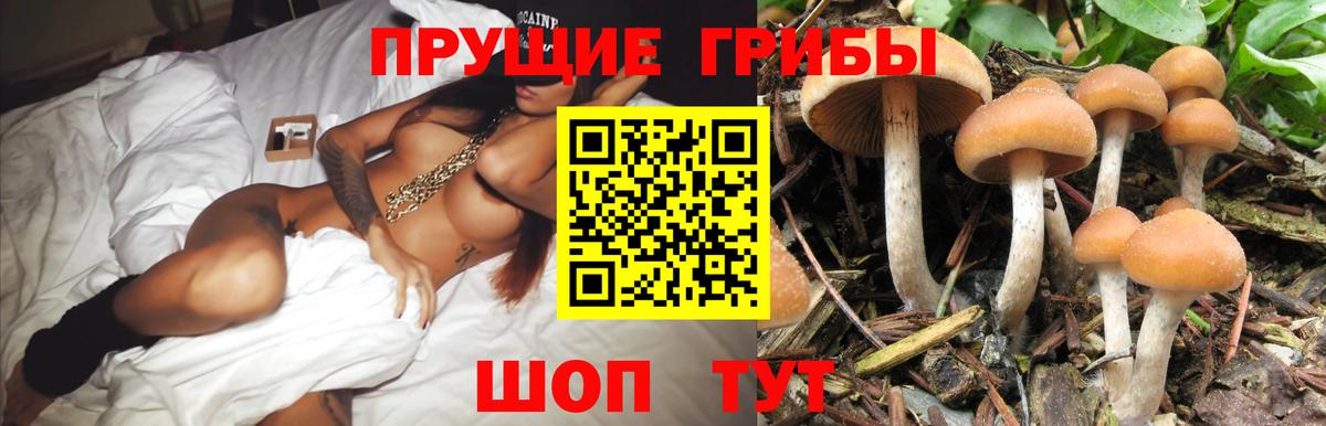 Псилоцибиновые грибы Cubensis Дедовск